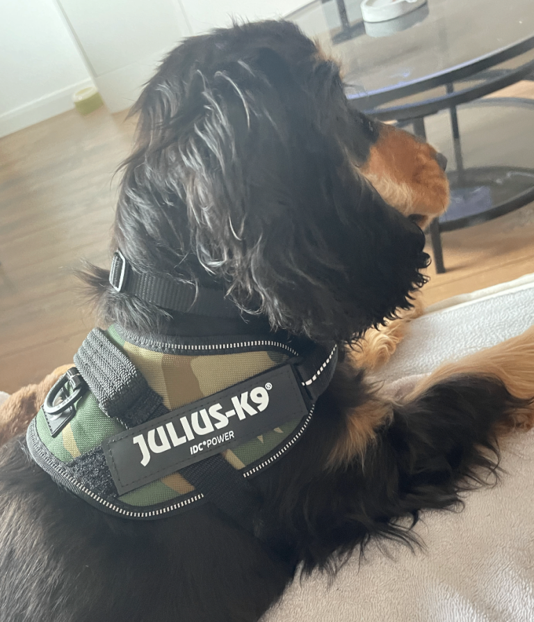 JULIUS-K9 IDC Powerharness, XS, Camouflage