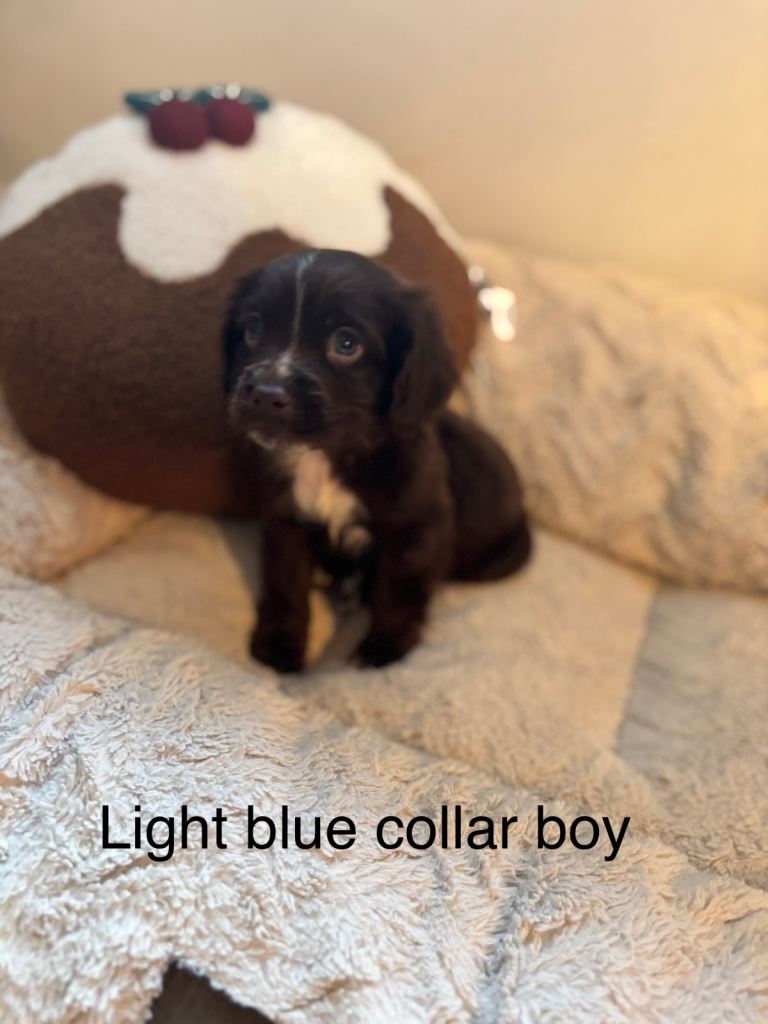 🐾 Gorgeous F1b Sprocker Spaniel Puppies – 5 Males Ready on the 18th December 🐾