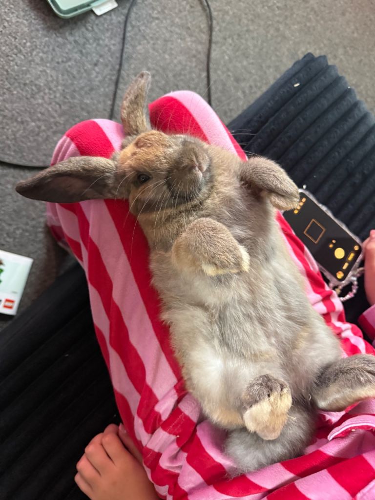 Mini lop bunny