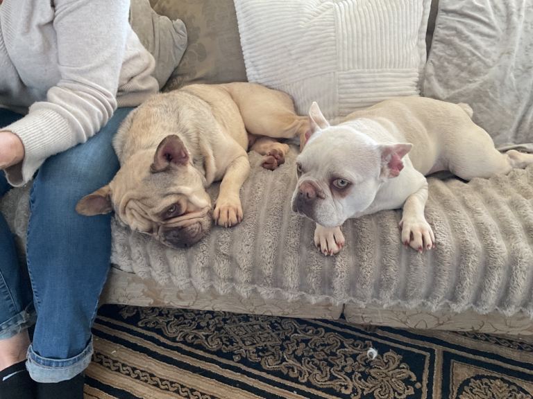 Beautiful French bulldogs both KC registered