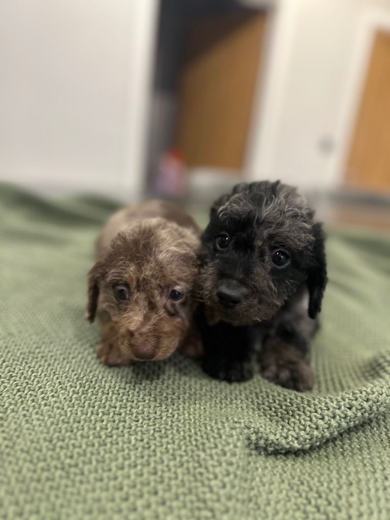 Daxipoo puppy (dachshund X poodle)
