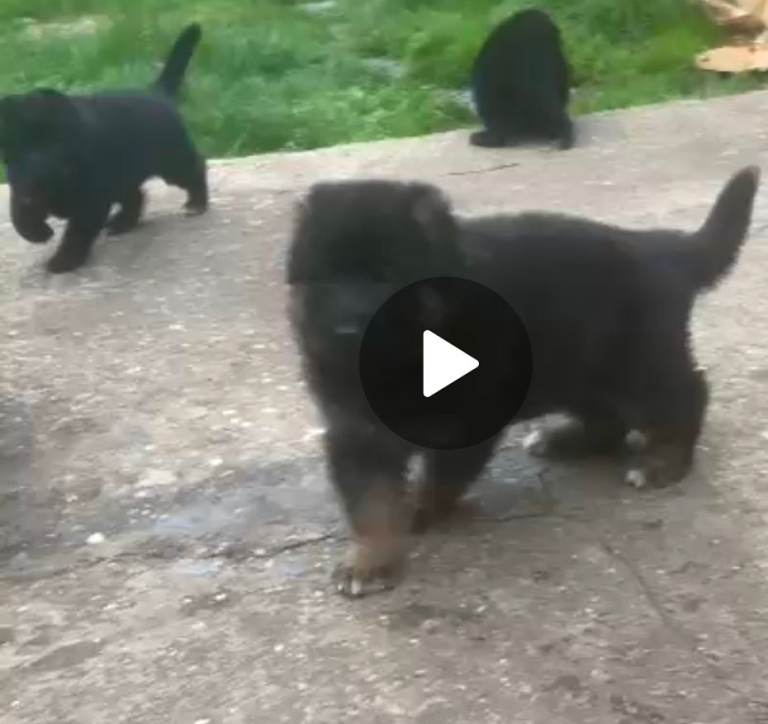 image for German shepherd pups 