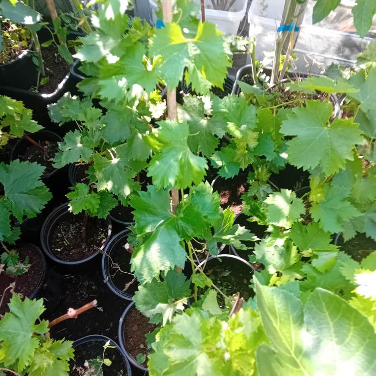 Grape vine green