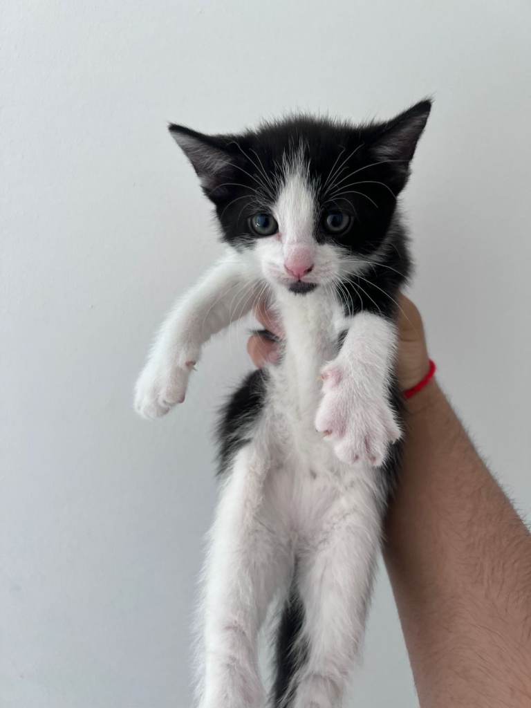 Kittens