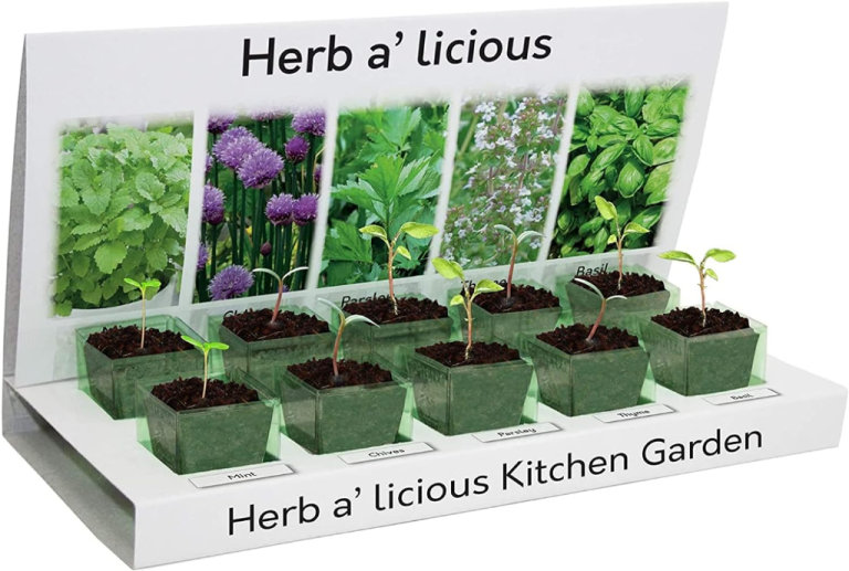 Grow Your Own Kitchen Herbs  Eco 5 Seed Varieties - Mint, Chives, Parsley, Thyme and Basil -