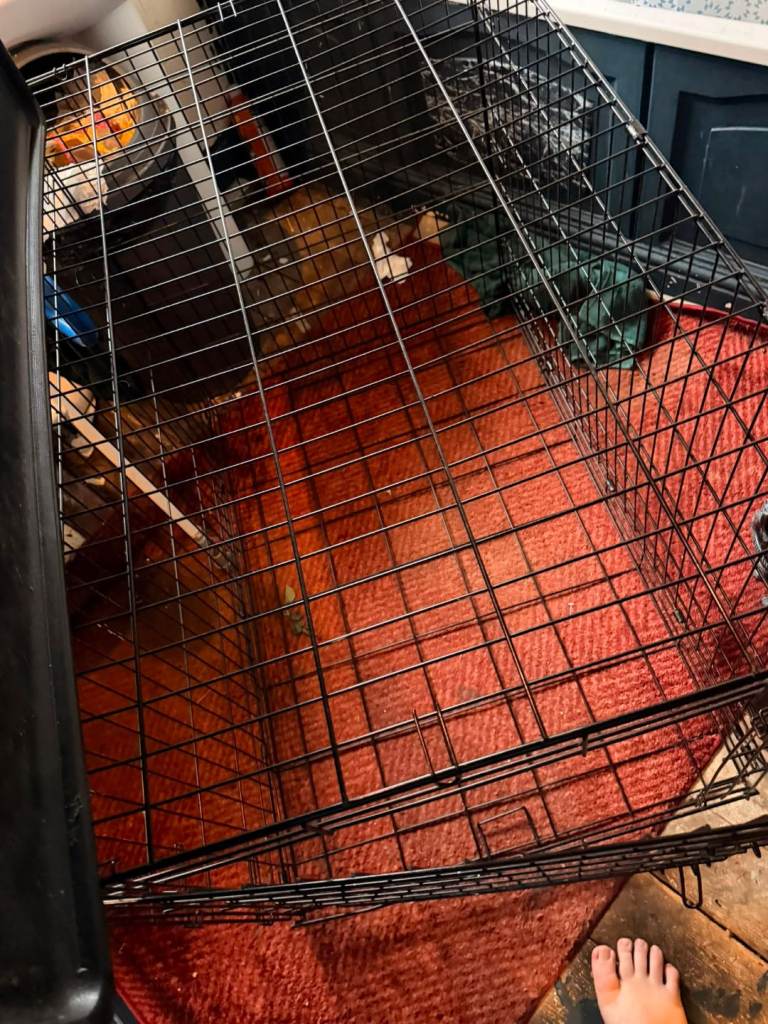 XL dog crate 