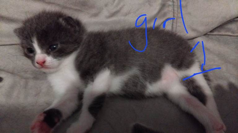 4 beautiful kittens 