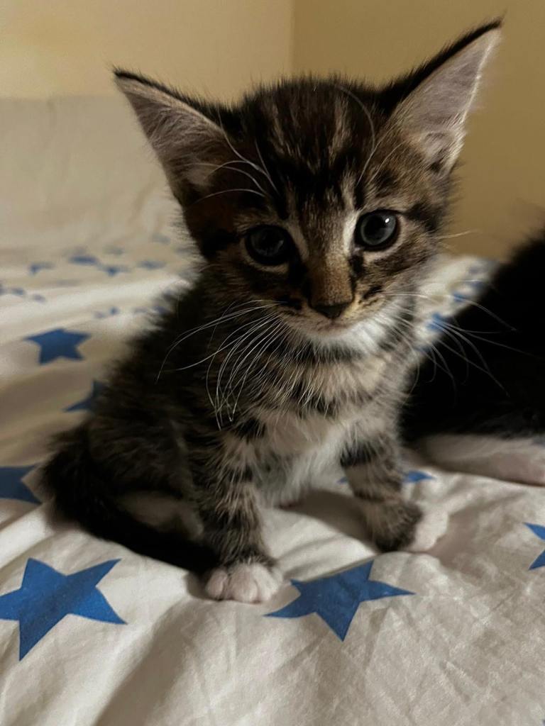 Kittens for rehoming