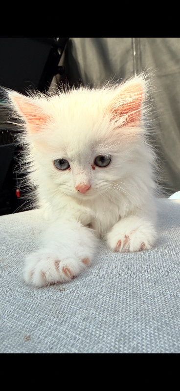 🩶🤍 RARE ODD EYED TURKISH ANGORA KITTEN PURE WHITE