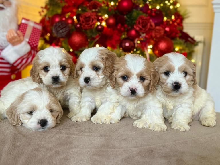 Stunning extensively health tested cavapoos 