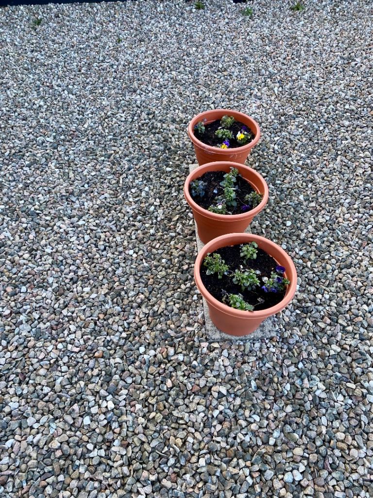  Garden 🪴 pots x 10 Planters  x 10 newly planted with violas  flowers 🌺 