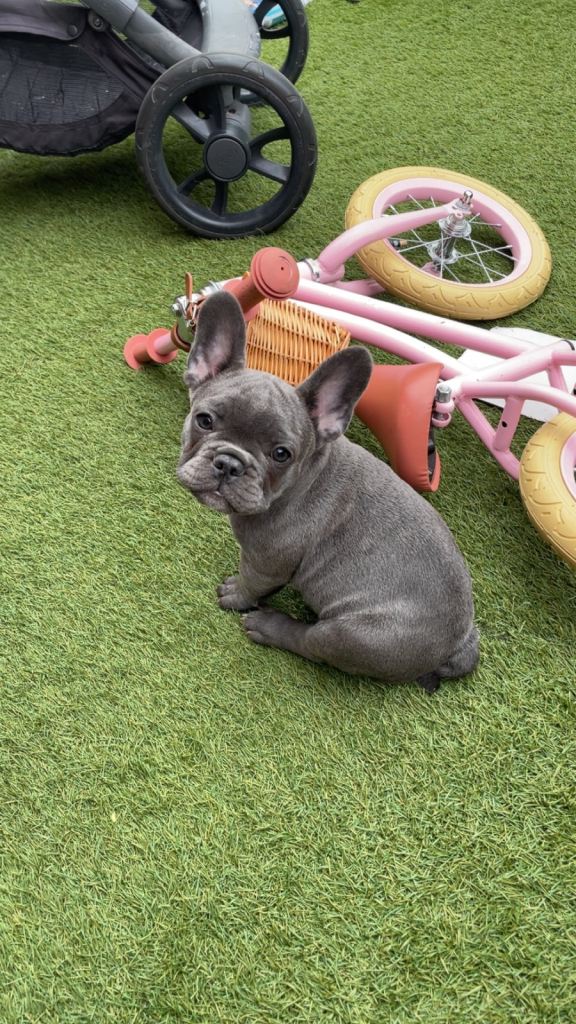 KC registered French bulldog puppy