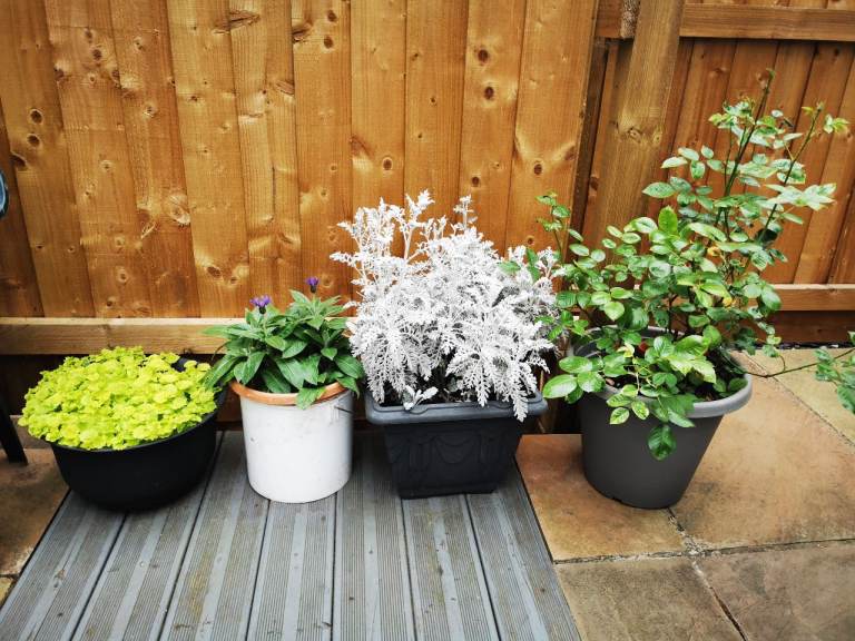 Mature outdoor plants honeysuckle roses dusty miller Japanese anemores 