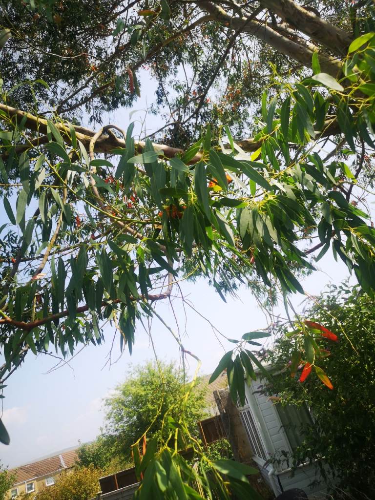 Euciliptus large fresh branch 