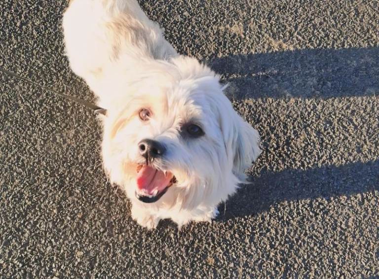 Shih-tzu mix
