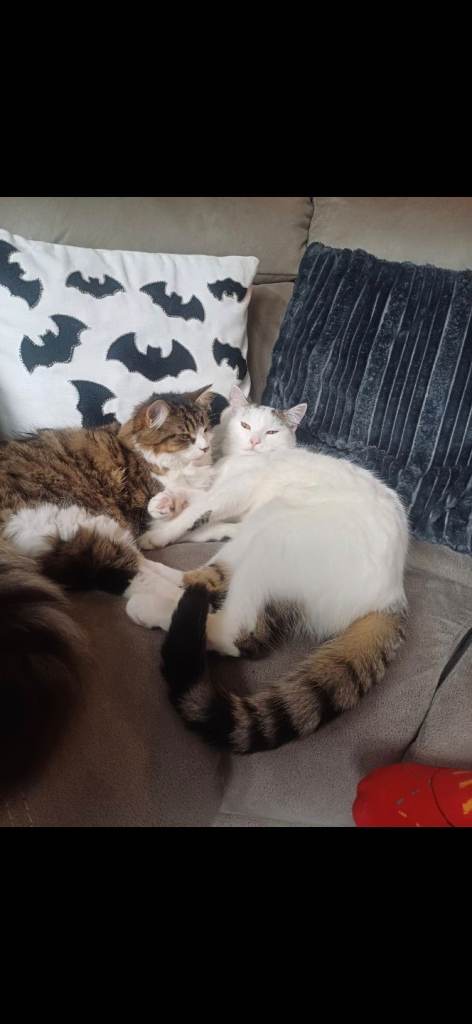 11 month old kittens