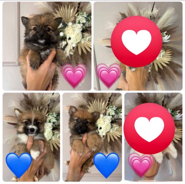 Pomeranian Puppy’s Ready To Leave Now 1 girl 2 boys Based In Doncaster