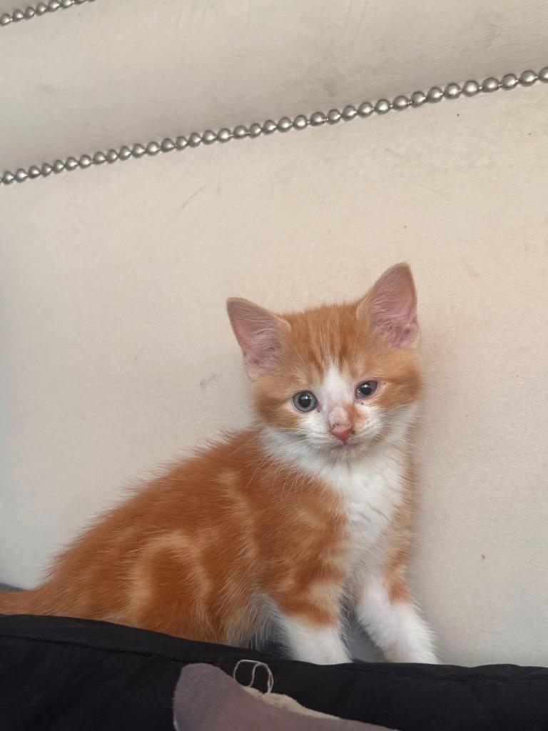 Female kitten looking for forever home 