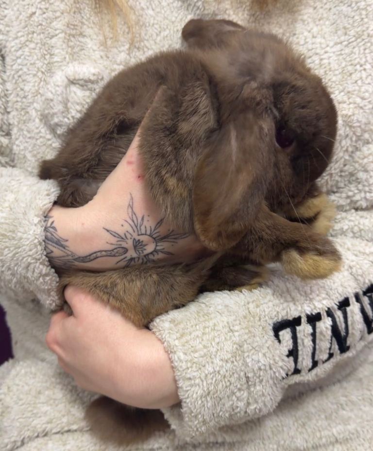 Pure breed mini lop girl for sale