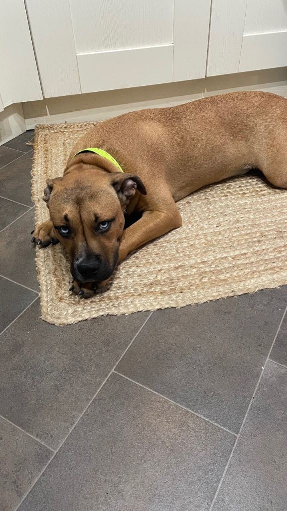 7 month Staffie