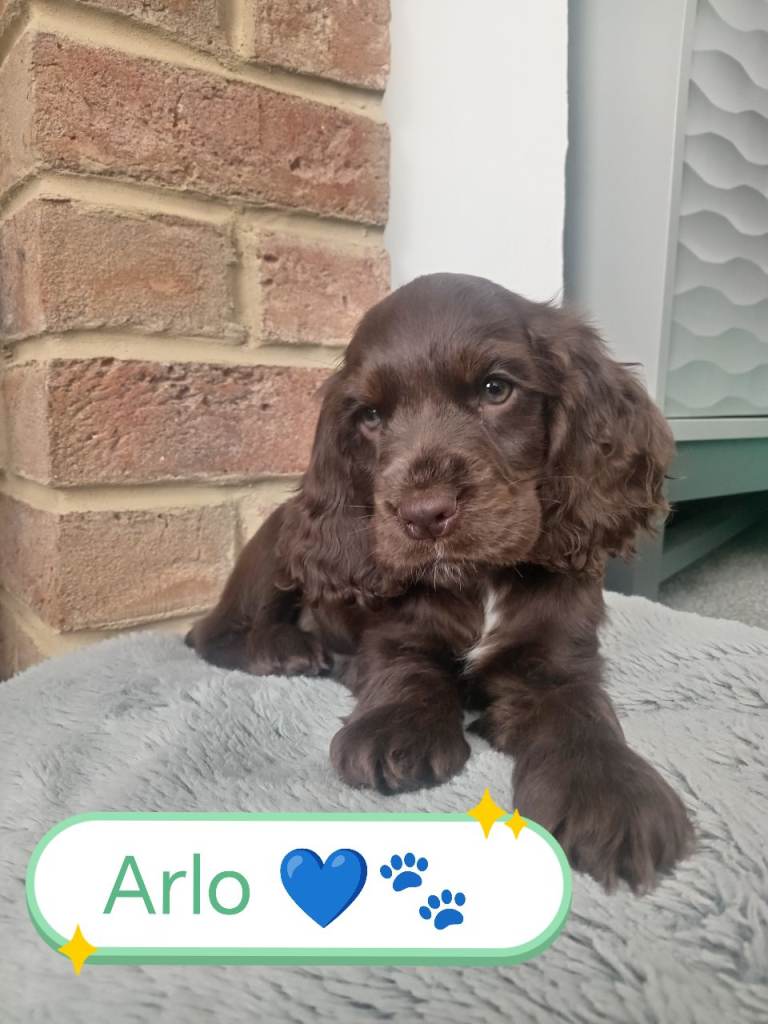 READY NOW❤️ 🐶 KC Chocolate Show Type Cocker Puppies🐶❤️ 