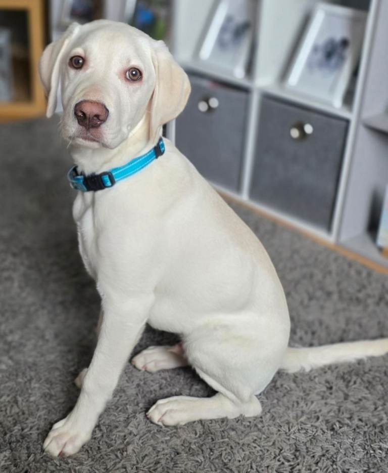 LabPointer 