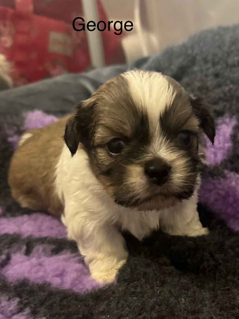 Shih Tzu 