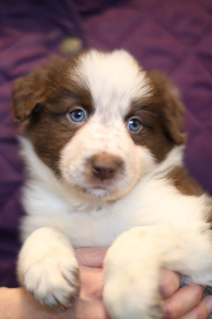 old type chunky collie puppies