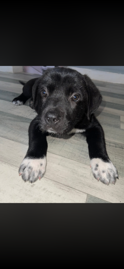 Mix puppy Circassian shepherd mix withcane corso 