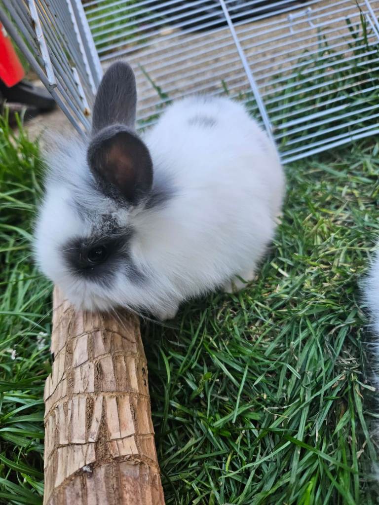 Rabbits for sale 20£ each