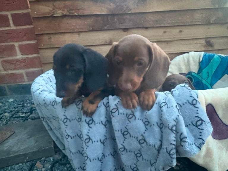 Adorable puppies