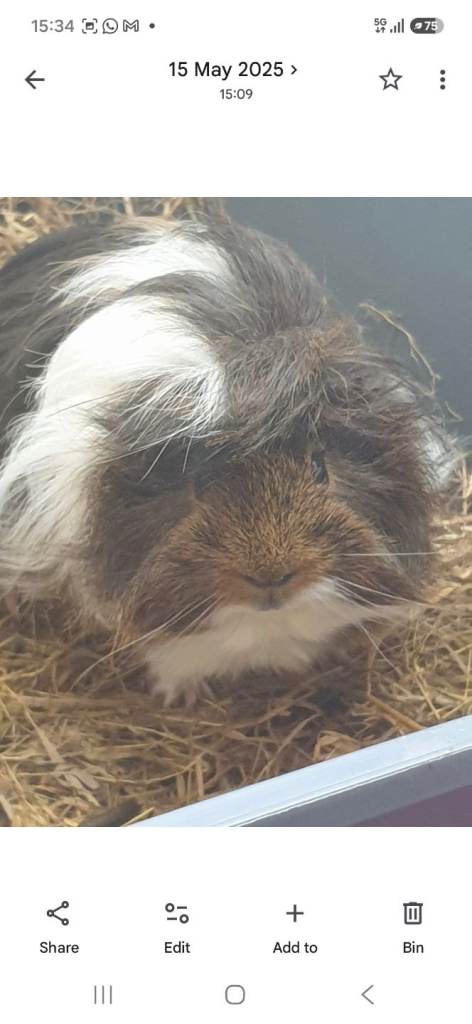 2 guinea pigs