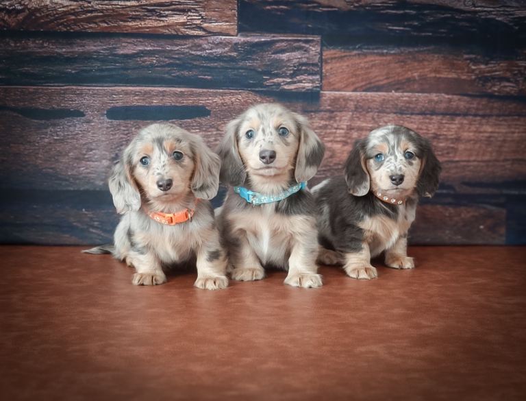 L/H Blue Cream Dapple Miniature Dachshund puppies 