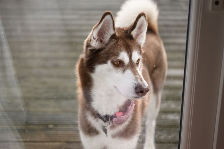 Siberian husky (Female)