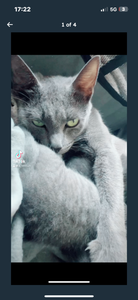 Russian blue female 3yrs old 