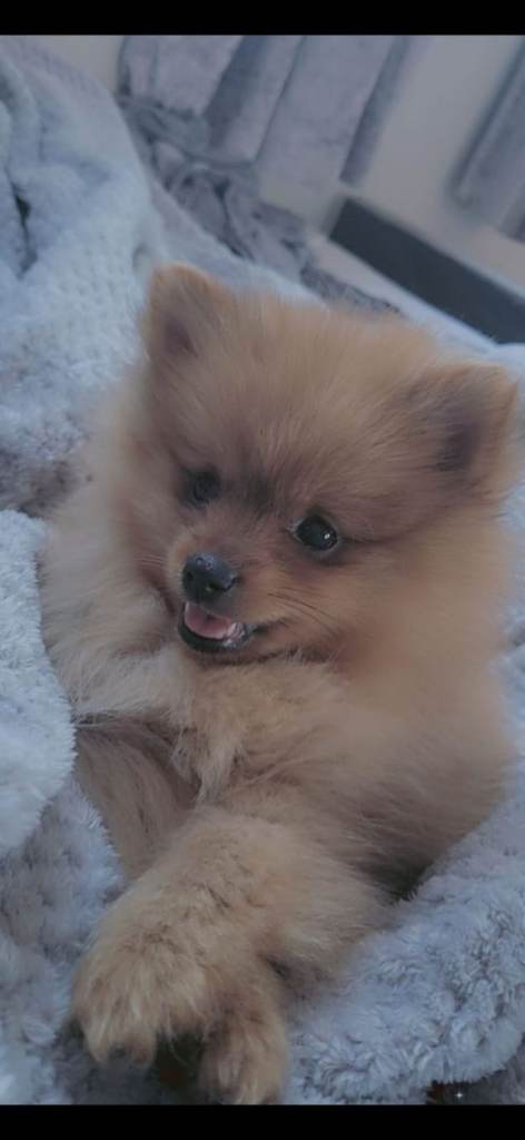 Pure bred pomeranian 