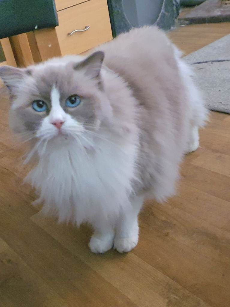 Ragdoll for sale. 