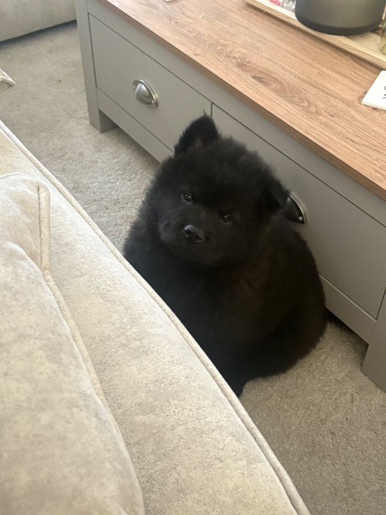 Puppy 