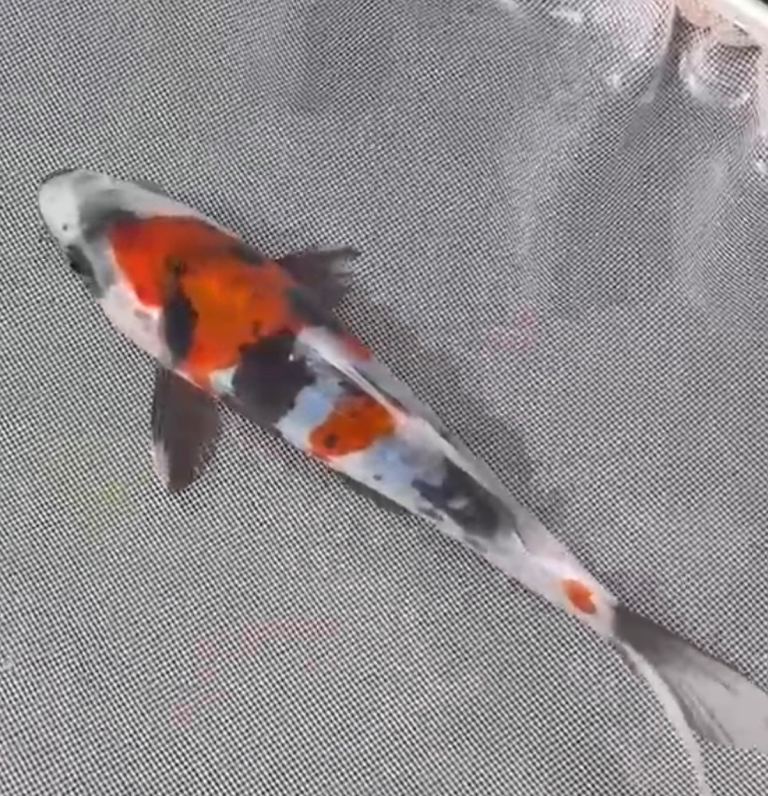 Koi - Doitsu Showa koi 16cm tosai