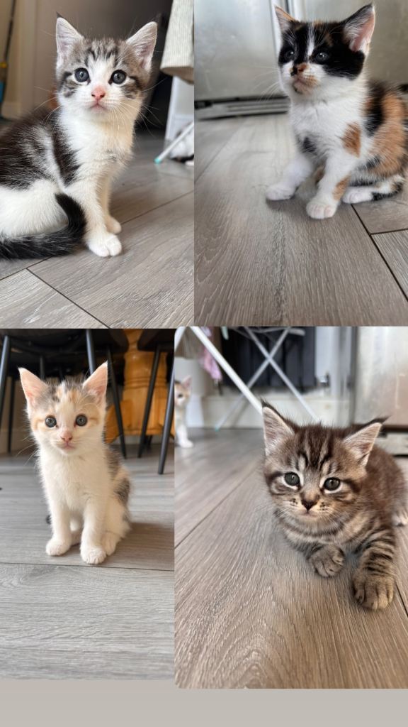 Cute mix kittens 