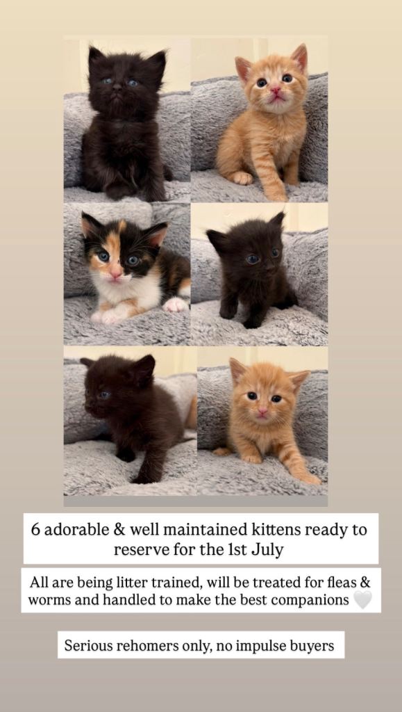4 kittens remaining to reserve 