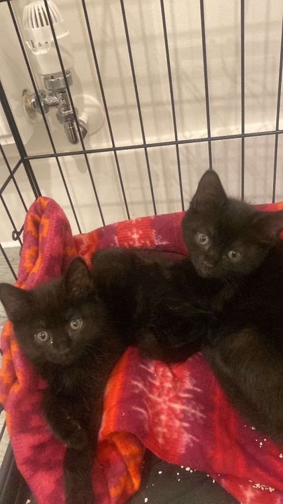 🐾 Adorable Kittens for Sale – Ready Now – Croydon Area 🐾