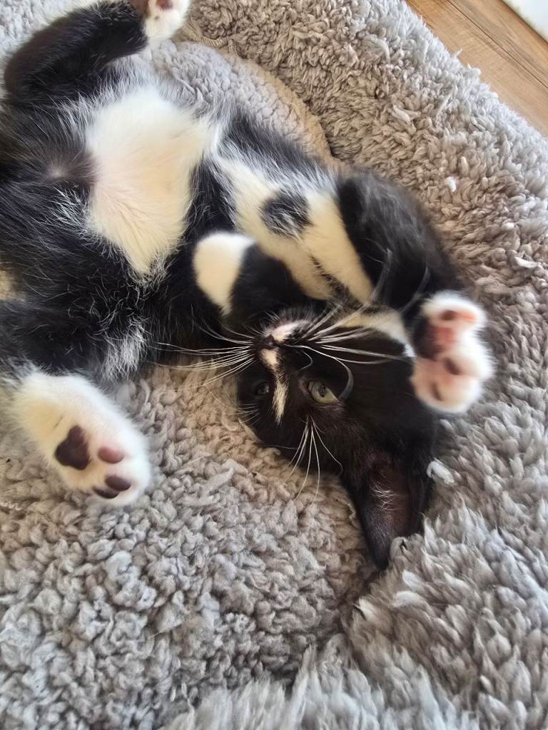 Black/brown tabby x bengul x tuxedo 