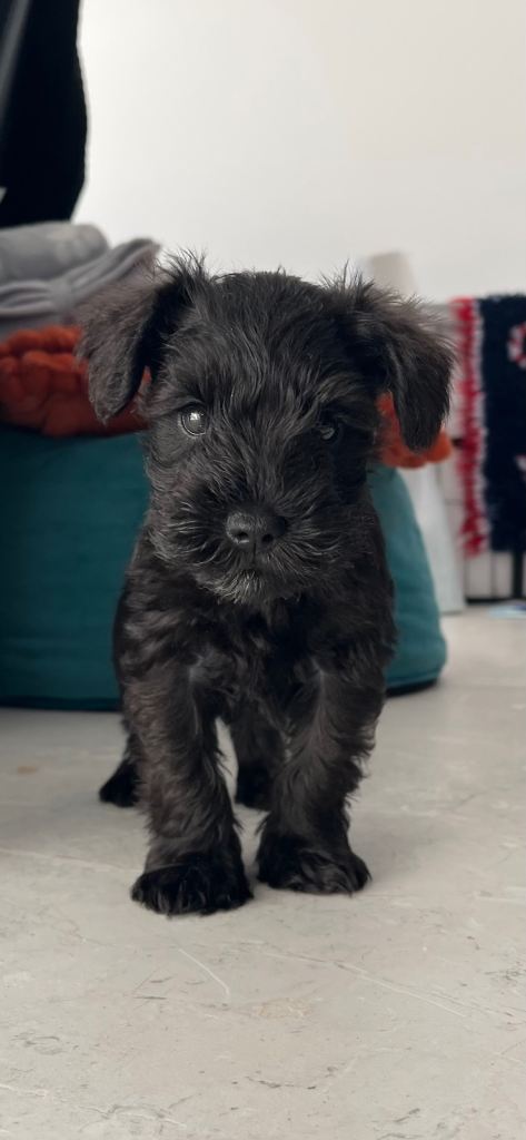 KC Black miniature schnauzer puppies dog for sale 