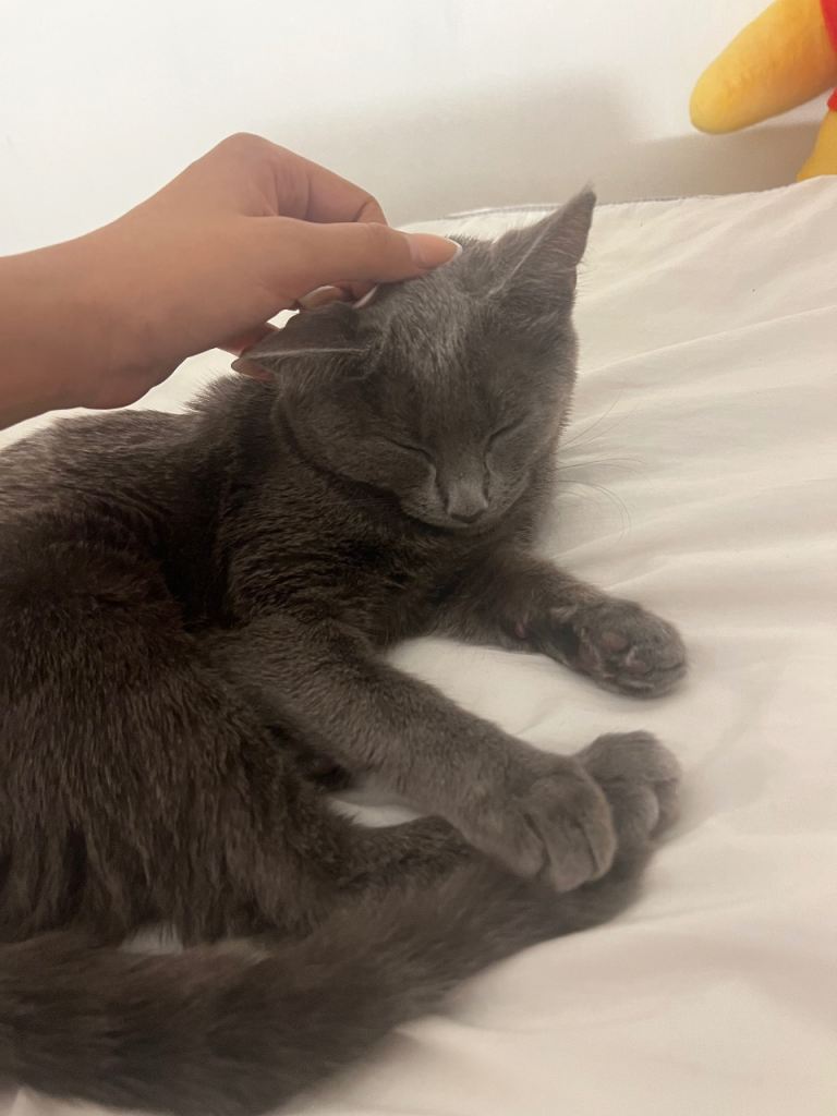 Grey Chartreux 