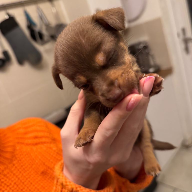 Stunning miniature Jack Russell puppies 