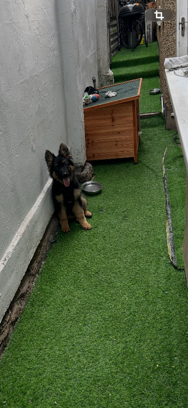 Dog german shepherd  13 weeks 