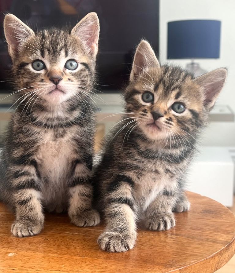 Beautiful kittens for sale