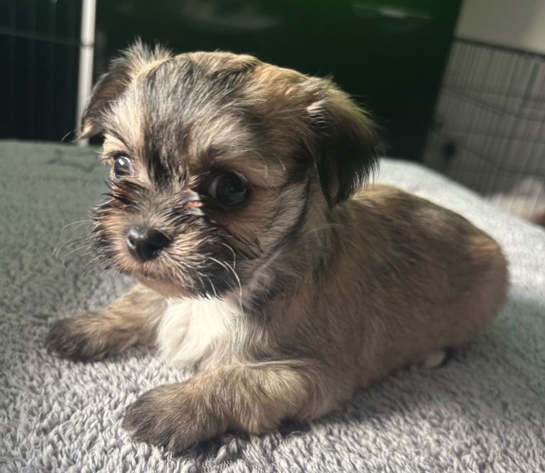 Fluffy Teddy bear malchi