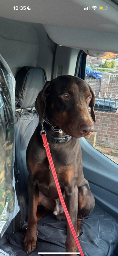 Dobermann Dog looking forever home ❤️